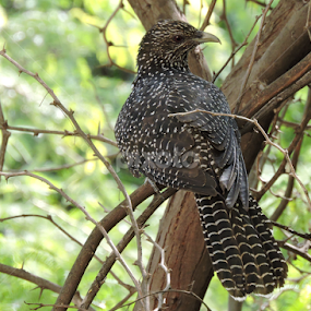 female cuckoo  by Bharat Darji - Animals Birds