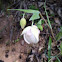 White Globe Lily