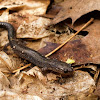 Eastern Red-backed Salamander