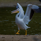 American White Pelican