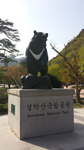 Moon Bear Of Seoraksan National Park