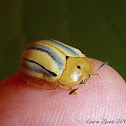 Leaf Beetle