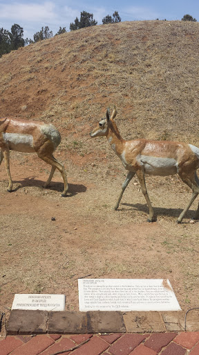 Pronghorn Antelope 