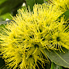 Xanthostemon Chrysanthus