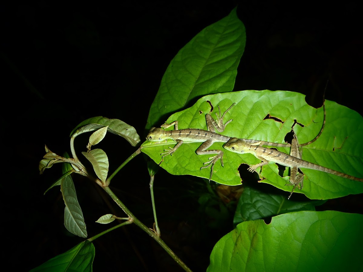Common Basilisk