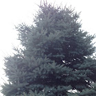 White spruce
