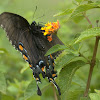 Eastern Tiger Swallowtail (dark morph)