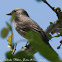 Spotted Flycatcher; Papamoscas Gris