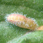 Larvas de la mariposa Taladro de los geranios. Geranium bronce