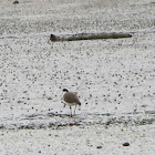 Spur–winged plover