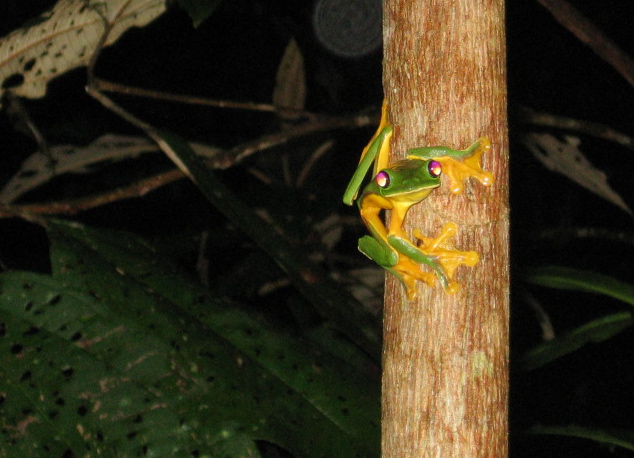 Gliding Treefrog
