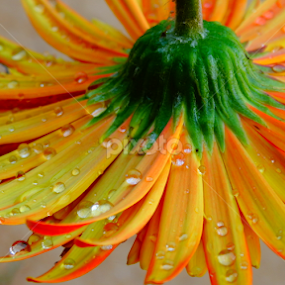     by Aman Marandi - Flowers Single Flower