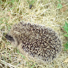 European Hedgehog