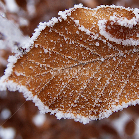 Frozen leaf by Kim  Schou - Nature Up Close Leaves & Grasses
