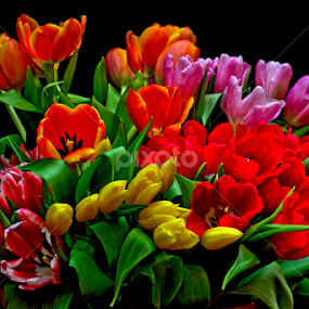 by Rudy Wahju - Flowers Flower Arangements