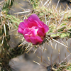 Cane Cholla