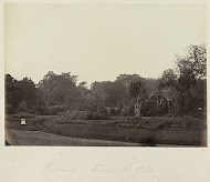 Buitenzorg - Tuin van het Paleis