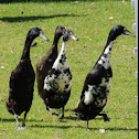 Domestic Ducks (Indian Runner Ducks)