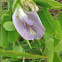 Spurred butterfly pea