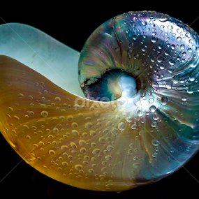 pearl nautilus by Adjie Tjokrosoedarmo - Artistic Objects Still Life