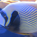 Emperor Anglefish