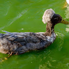 Crested Duck