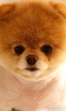 柱 注釈を付ける コミットメント 犬 かわいい 壁紙 Happy Soul Jp