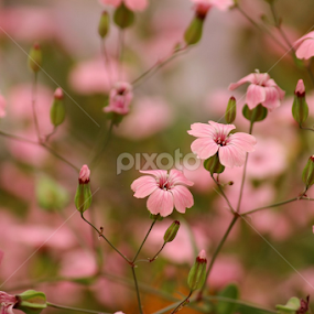 In born wild by Debapriya Bhattacharya - Flowers Flowers in the Wild