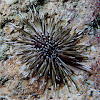 Rock-boring Sea Urchin