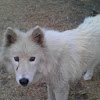 Ghost (Timber Wolf/Domestic Dog hybrid)