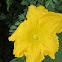 squash flower