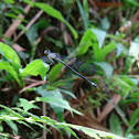 Blue dragonfly