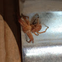Thomisid Crab Spider