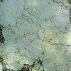 Pale flat lichen