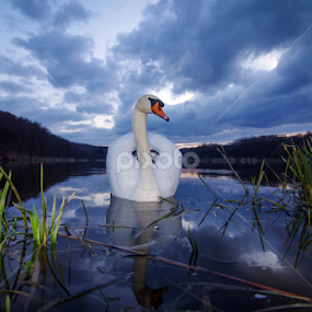 Swan by Zoran Rudec - Animals Birds