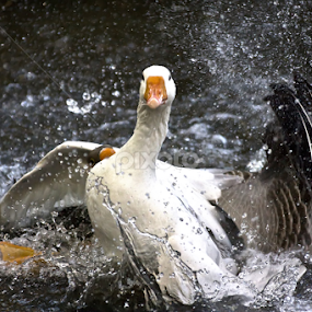Panic attach by Tracy Rautenbach - Animals Birds