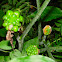 jack-in-the-pulpit (growing fruit)