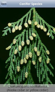 WA Conifers & Wildflowers Keys Screenshots 2