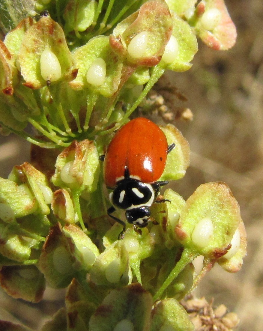 Spotless five spotted ladybug