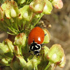 Spotless five spotted ladybug