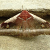 Cabbage Tree Emperor Moth