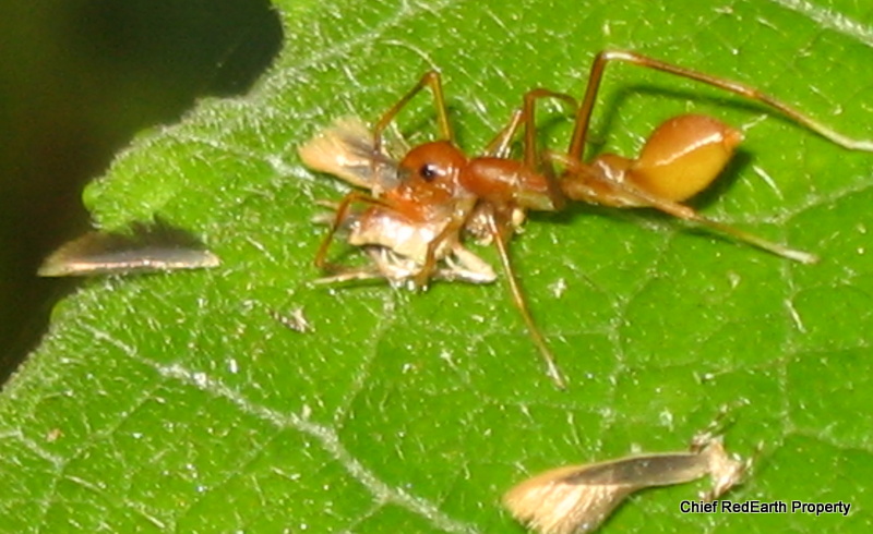 Ant-mimic Jumping Spider (female)