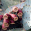 Cactus flora(Prickly Pear)