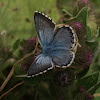 Chalkhill Blue