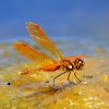 Eastern Amberwing