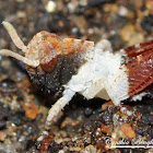 Band-winged Grasshopper (first instar)
