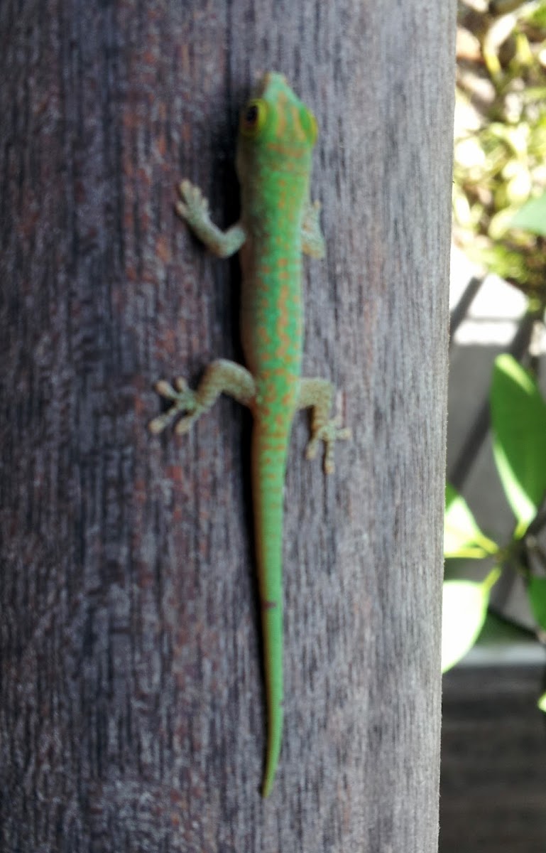Seychelles day gecko