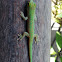 Seychelles day gecko