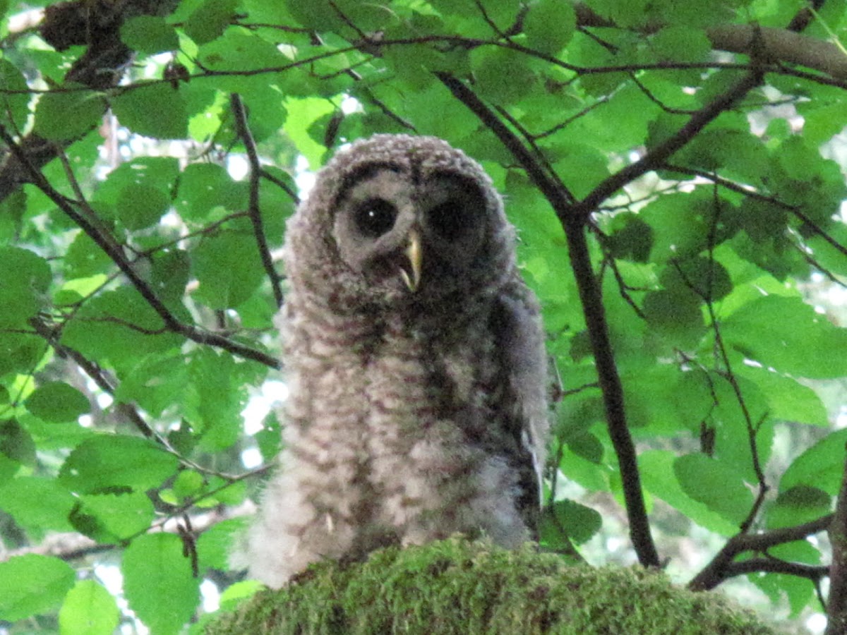 Young barred owl