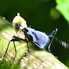 Beetle eating a small Banana Slug